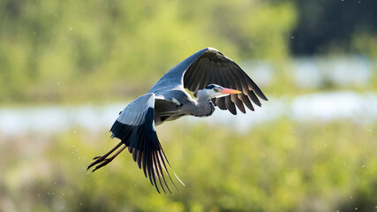 Egret