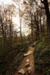 Obraz premium path in the woods