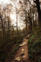 path in the woods