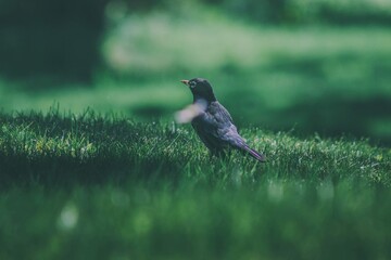 bird on the grass