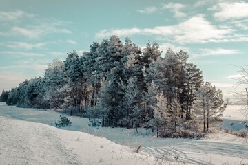 snow covered trees