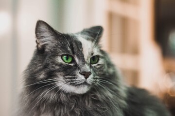 close up of cat
