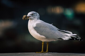 black headed gull
