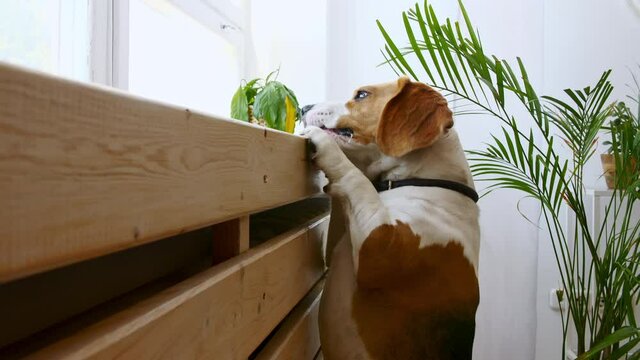 Dog Beagle stand up on hind legs and to reach food. High quality 4k footage