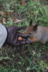 Man feeding a squirrel with nuts from his hand