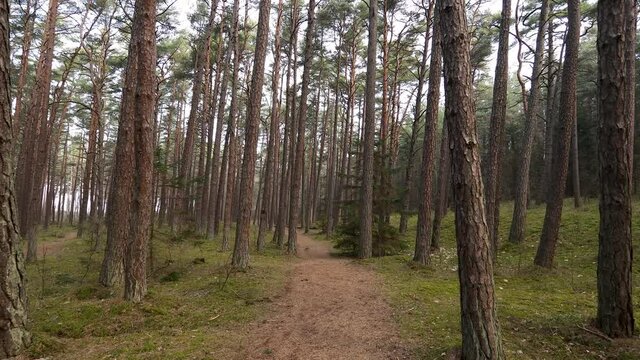 Beautiful pine tree forest at Baltic sea coast in Lithuania. Wide angle landscape with pine trees and lush green mossy forest floor with forest trail. 