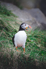 Papageientaucher in Island