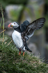 Papageientaucher in Island