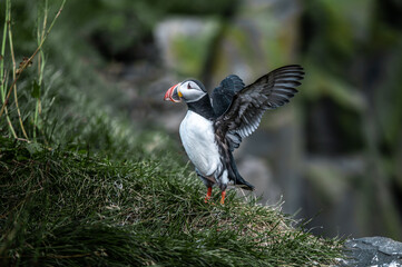 Papageientaucher in Island