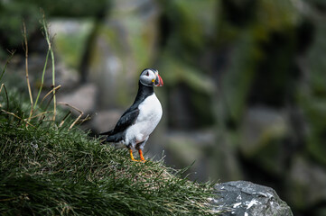 Papageientaucher in Island