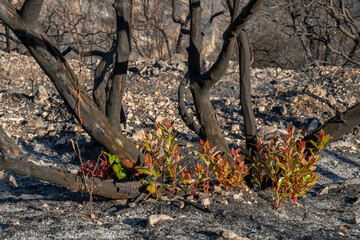 Arbutus Regeneration after a Wildfire