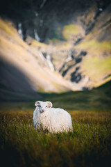 Schaf in Island in Natur mit unscharfem Hintergrund