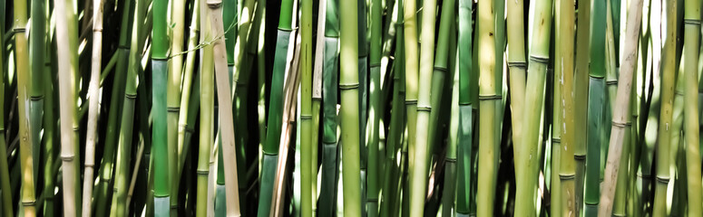 Bamboo park, natural background and banner.
