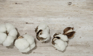 Picked cotton in different stages of opening
