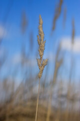 Yellow ears of corn against a blue sky
