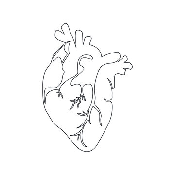 Heart human organ drawn by one line. Anatomical sketch. Continuous line drawing art. Simple vector illustration in minimal style.