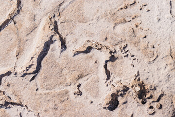 textured background brown stone with cracks on the surface. copy space. abstract stone background for design. sea stone.