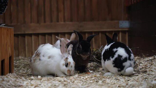 three rabbits black and white eat carrots