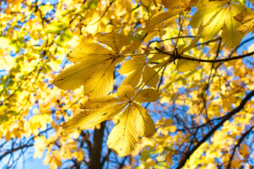 Obraz premium Close- up golden-yellow chestnut leaves in the autumn sunshine with blue sky