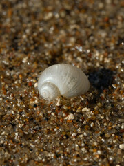 White shell on the sand. Macro.