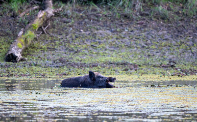Wild boar walking in shallow water in forest