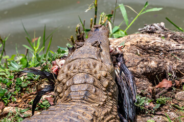 Brazilian predatory alligator with a newly captured prey. Top view