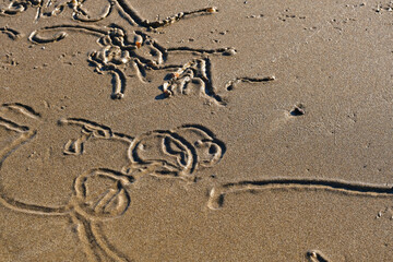 Wet sand on the beach. Texture. Shellfish traces.