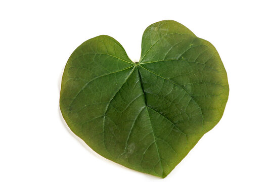 Eastern Redbud Heart Shaped Leaf