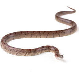 Mole Kingsnake on White background (Lampropeltis calligaster)