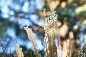 Close-up of grass in the wind on a blurred  background with bokeh
