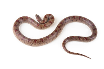 Mole Kingsnake on White background (Lampropeltis calligaster)