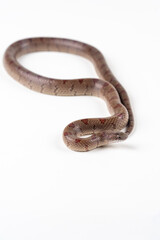 Mole Kingsnake on White background (Lampropeltis calligaster)