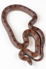 Mole Kingsnake on White background (Lampropeltis calligaster)