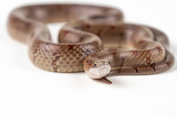 Mole Kingsnake on White background (Lampropeltis calligaster)