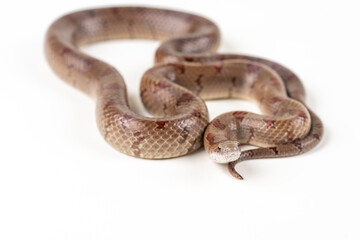 Mole Kingsnake on White background (Lampropeltis calligaster)