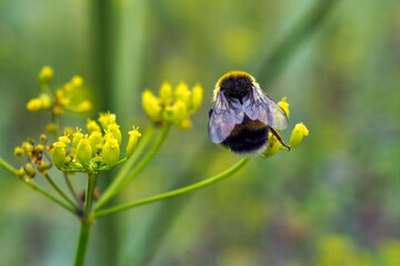 Bumblebee Collects Nectar On A Wild Flower.