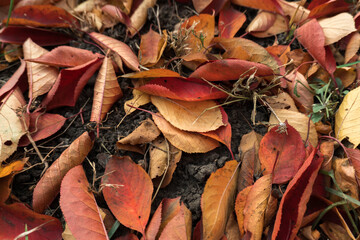 red and yellow leaves in autumn on green grass