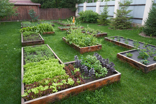 The general plan of the garden. Growing green and red leaf lettuce, basil, peas and strawberries in a garden bed. Background for gardening. High quality photo