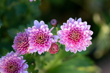 All Saint’s Day Flower Chrysanthemums in close view