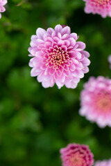 Fototapeta premium All Saint’s Day Flower Chrysanthemums in close view