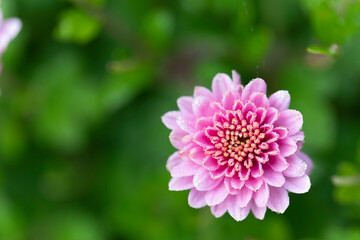 All Saint’s Day Flower Chrysanthemums in close view