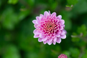 Obraz premium All Saint’s Day Flower Chrysanthemums in close view