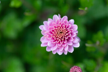 All Saint’s Day Flower Chrysanthemums in close view