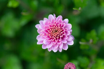 All Saint’s Day Flower Chrysanthemums in close view