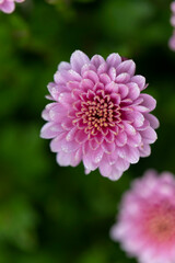 Fototapeta premium All Saint’s Day Flower Chrysanthemums in close view