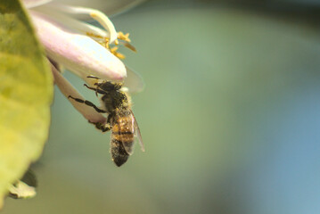 abeja recolectando polen y buscandolo, en flor de limon