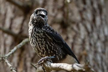 Arosa, Switzerland, August 15, 2021 Tannhaeher bird (Nucifraga Caryocatactes) on a branch