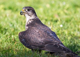 Falcon while hunting