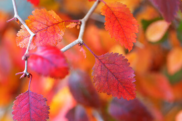 Warm colors of Dead leaves during autumn in close view