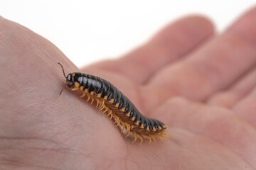 Yellow and Black Flat Millipede
